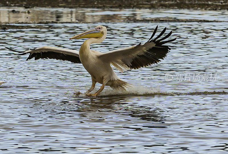 大白鹈鹕(Pelecanus onocrotalus)也被称为东方白鹈鹕，玫瑰色鹈鹕或白鹈鹕是鹈鹕科的一种鸟。飞越肯尼亚纳库鲁湖国家公园。